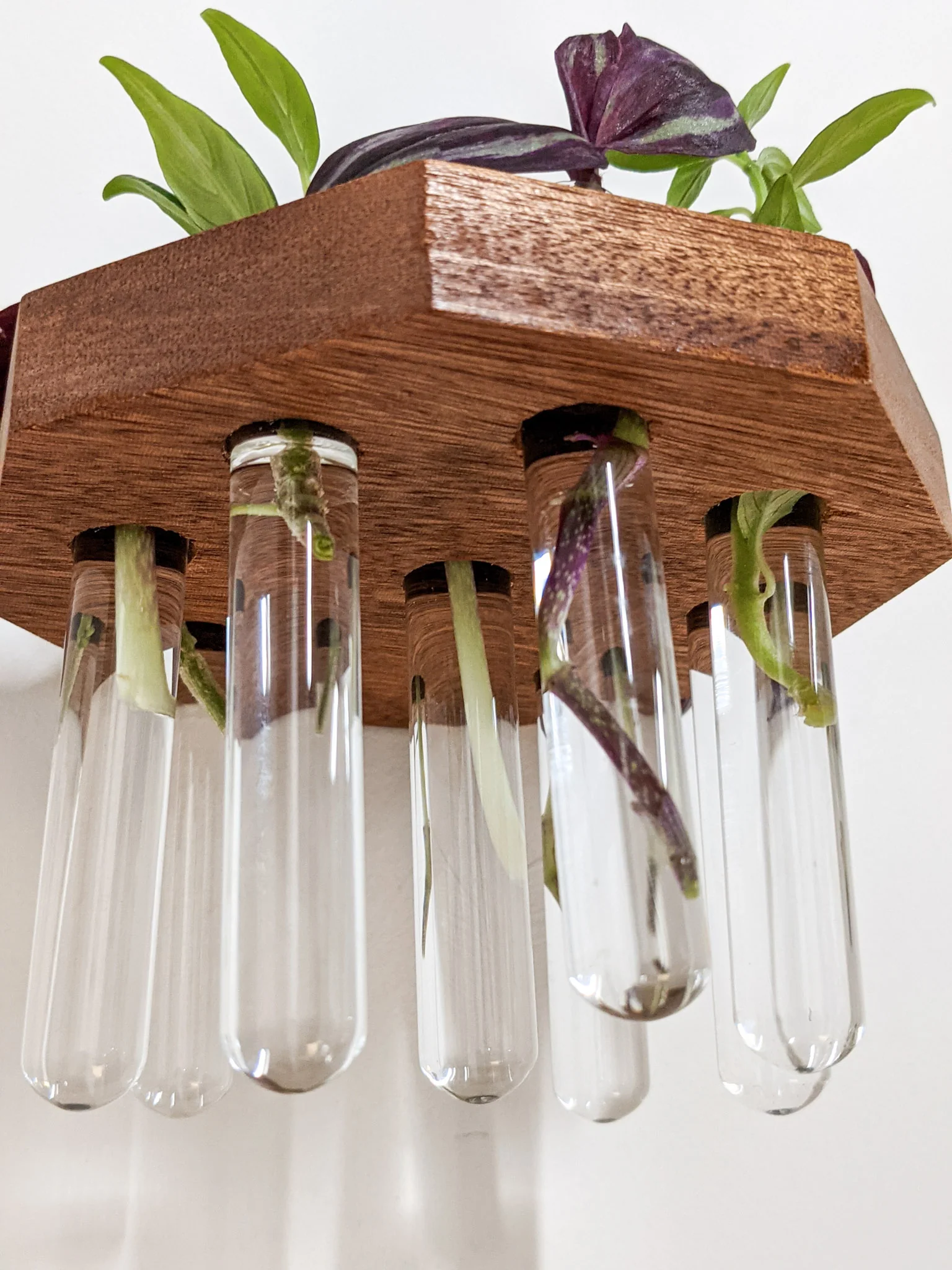 Octagon Propagation Station Shelf for Plant Cuttings - Image 3