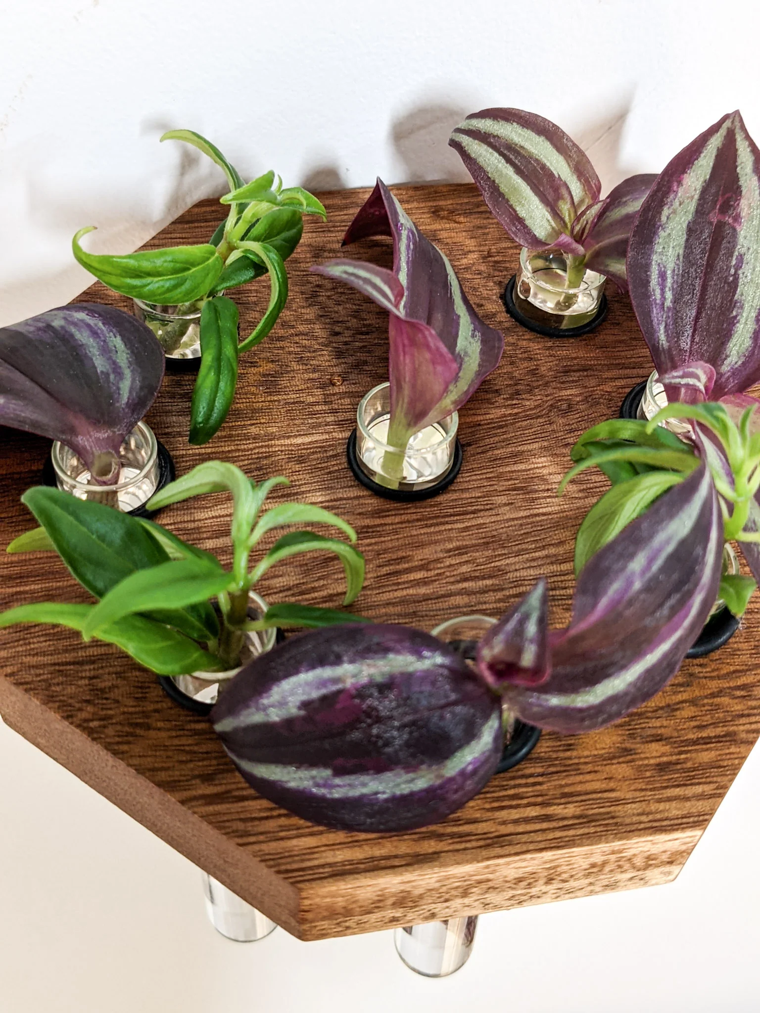 Octagon Propagation Station Shelf for Plant Cuttings - Image 4