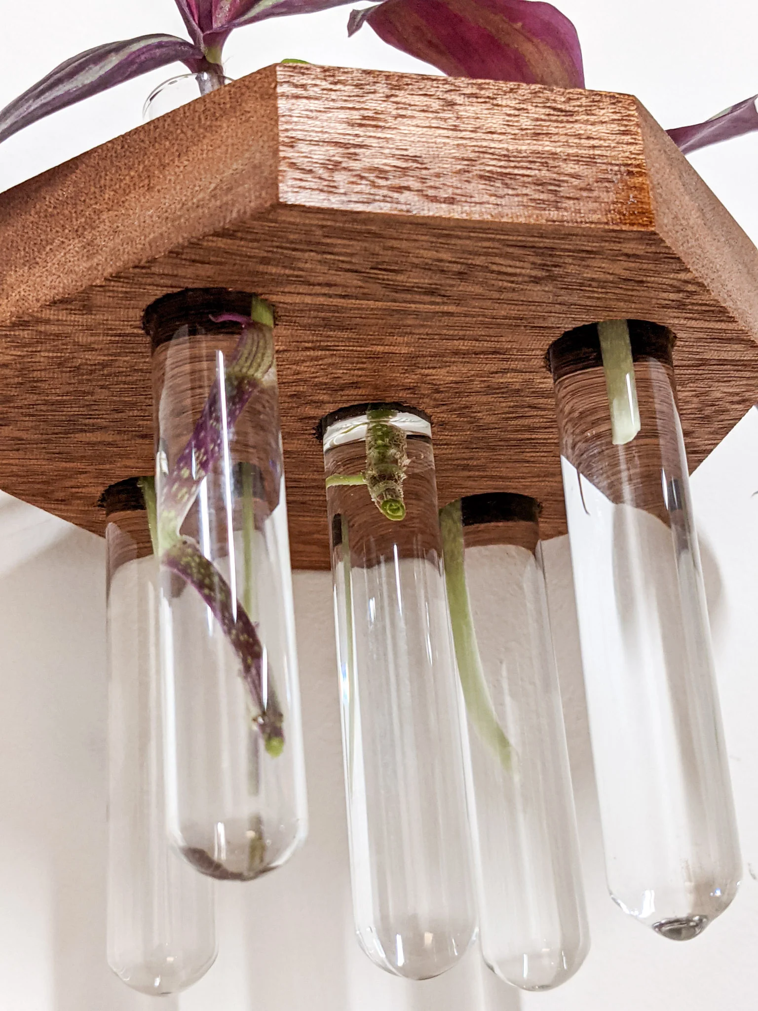 Octagon Propagation Station Shelf for Plant Cuttings - Image 5