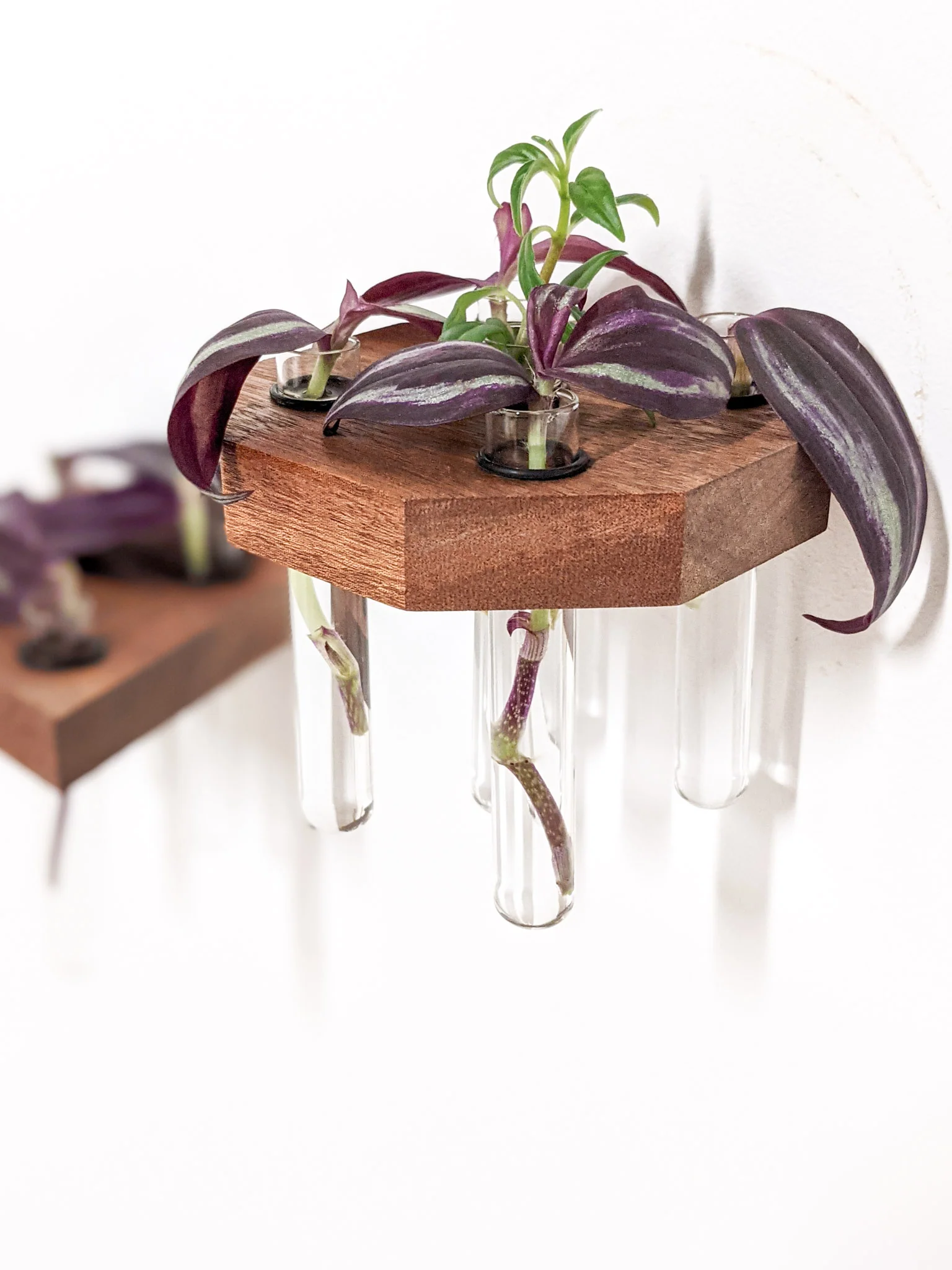 Octagon Propagation Station Shelf for Plant Cuttings - Image 6