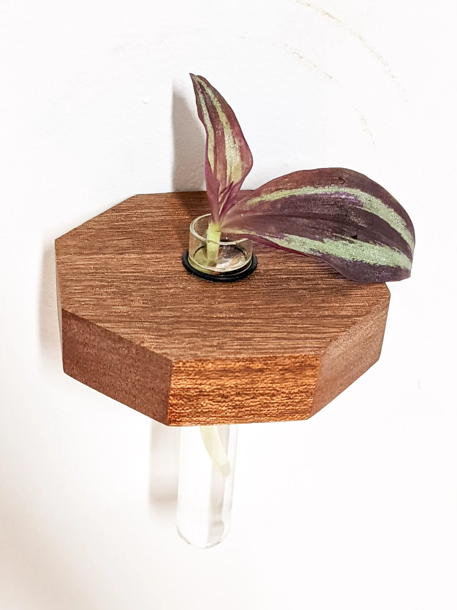 Octagon Propagation Station Shelf for Plant Cuttings - Image 7
