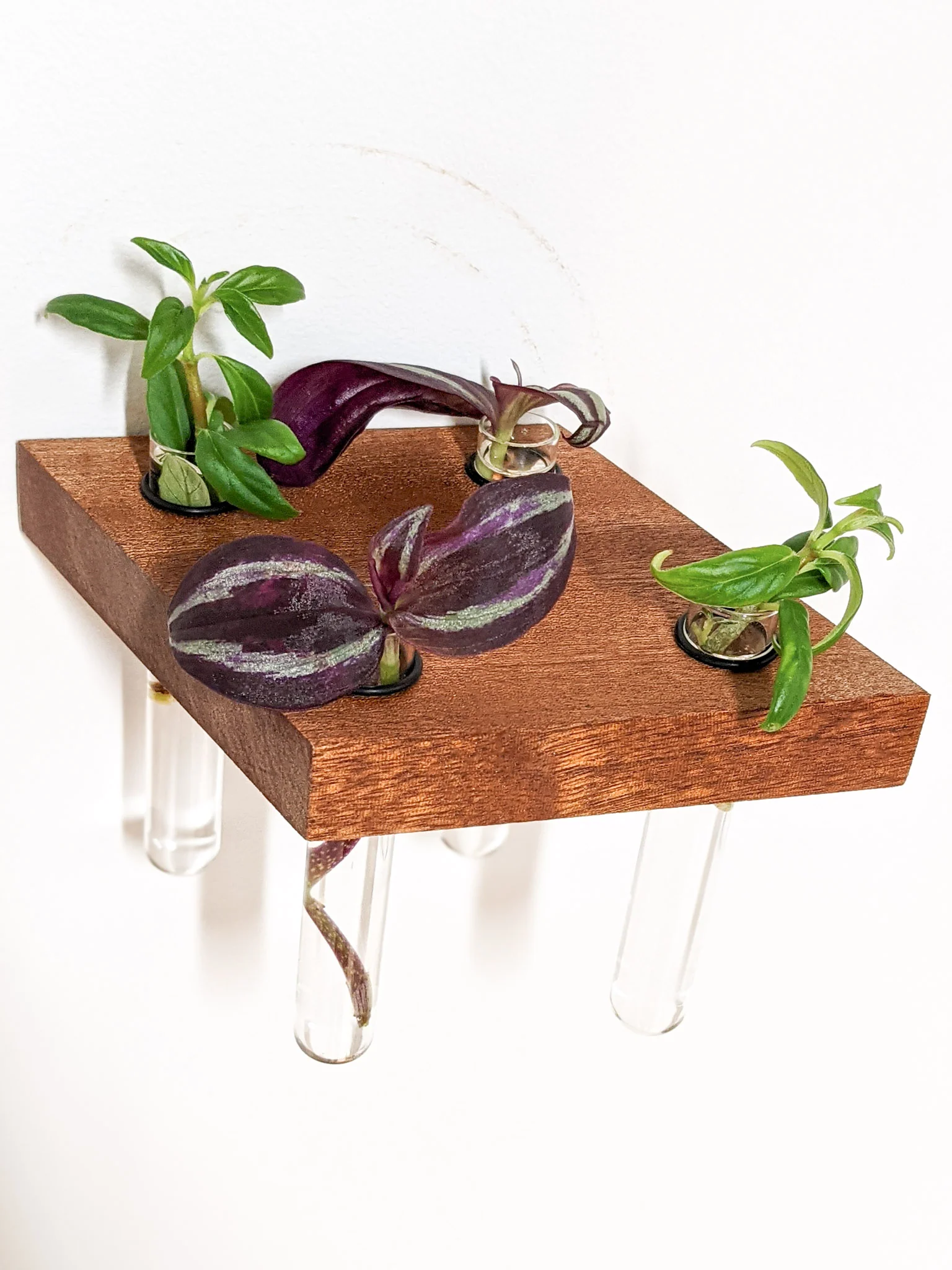 Rhombus Propagation Station Shelf for Plant Cuttings - Image 4