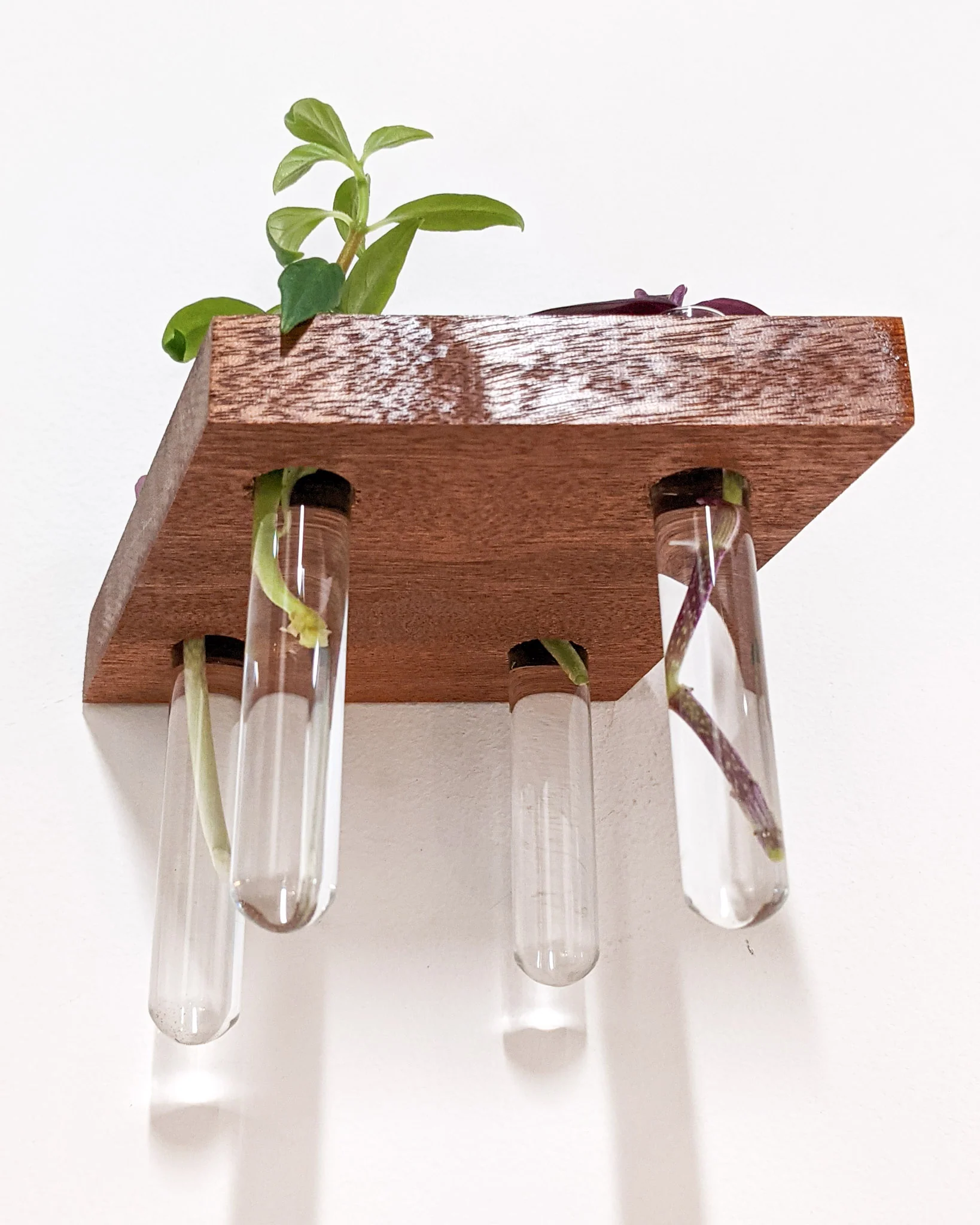 Rhombus Propagation Station Shelf for Plant Cuttings - Image 5