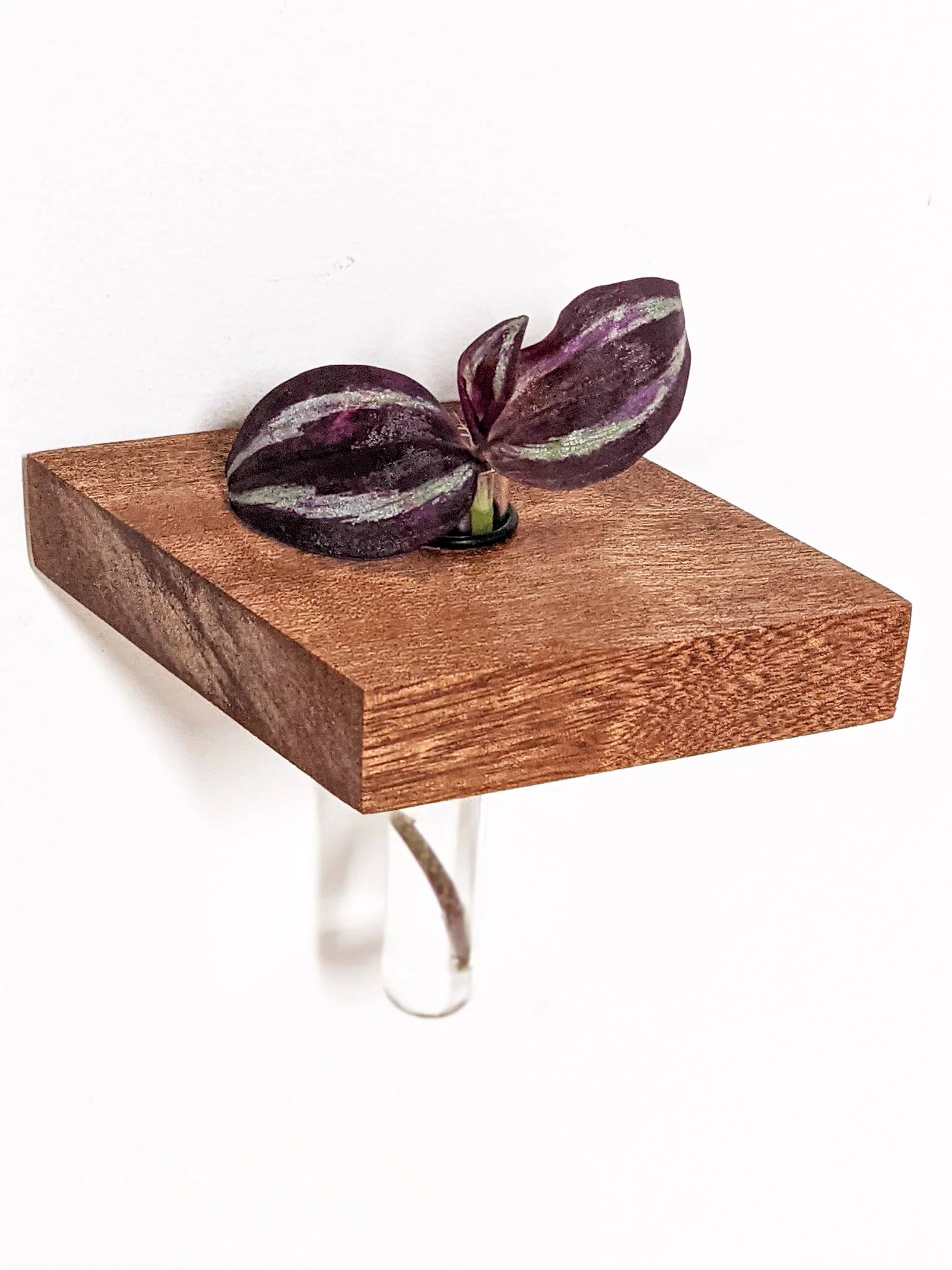 Rhombus Propagation Station Shelf for Plant Cuttings - Image 6