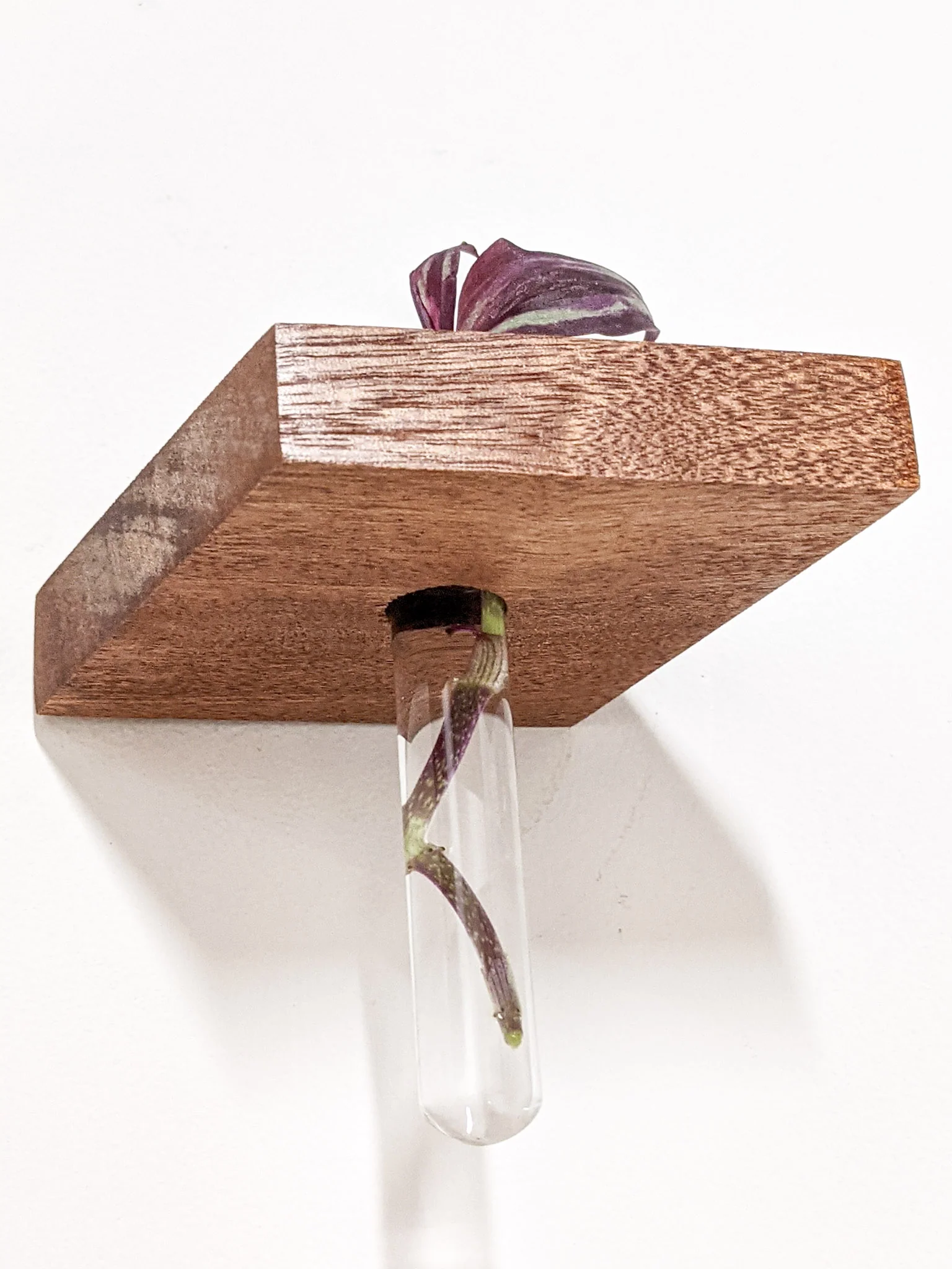 Rhombus Propagation Station Shelf for Plant Cuttings - Image 7