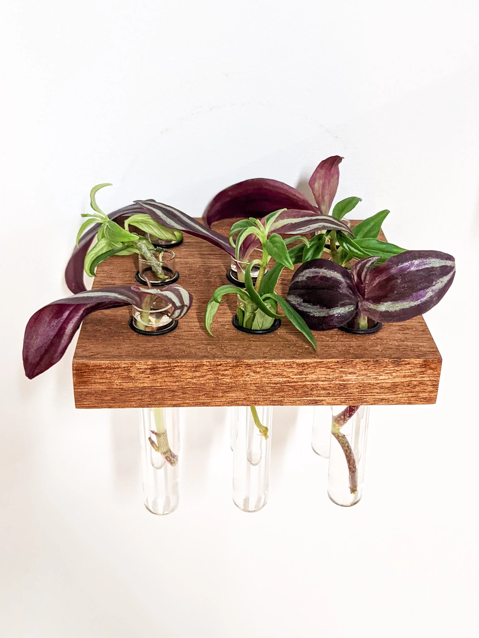 Square Propagation Station Shelf for Plant Cuttings - Image 4
