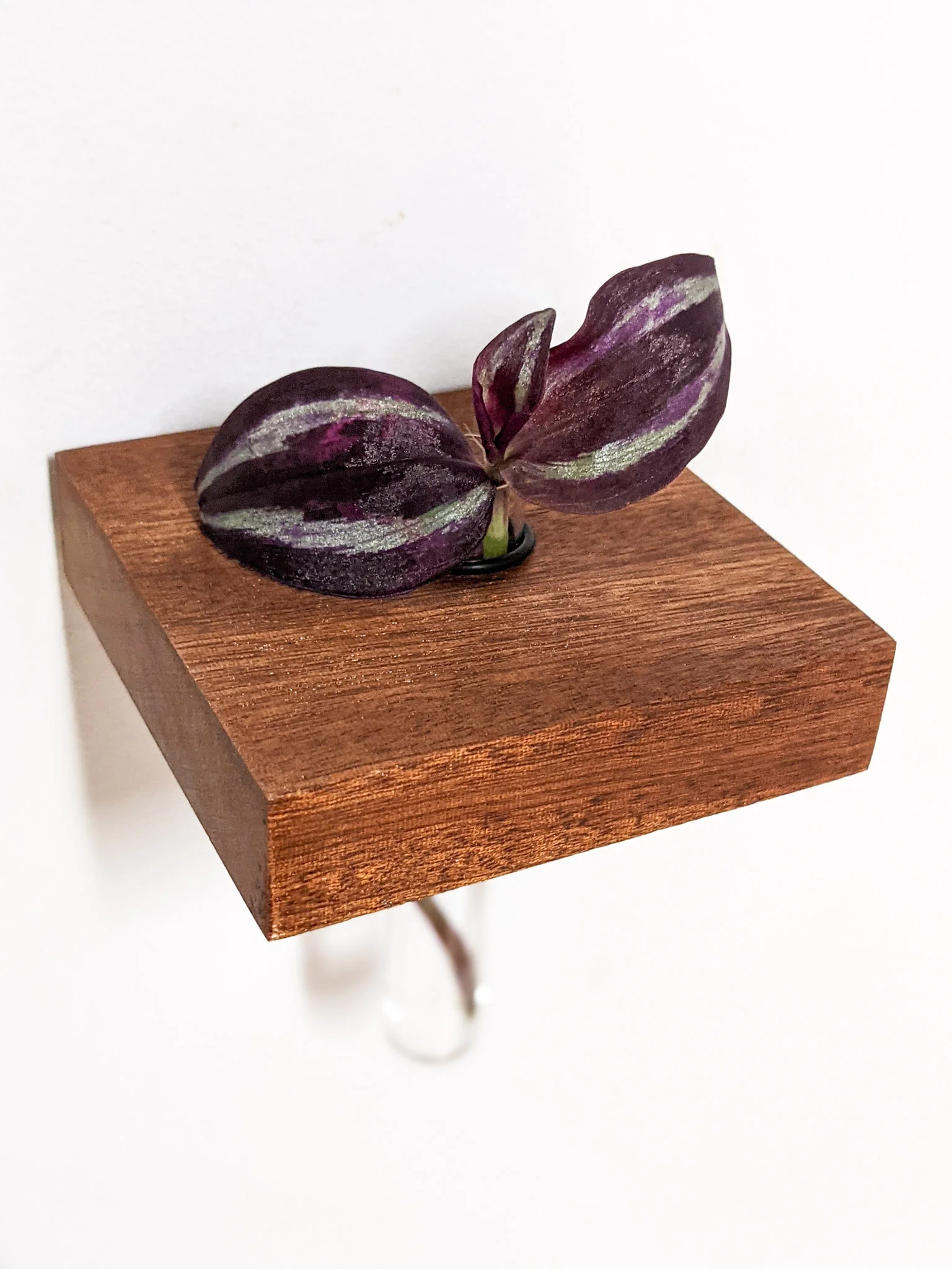 Square Propagation Station Shelf for Plant Cuttings - Image 6