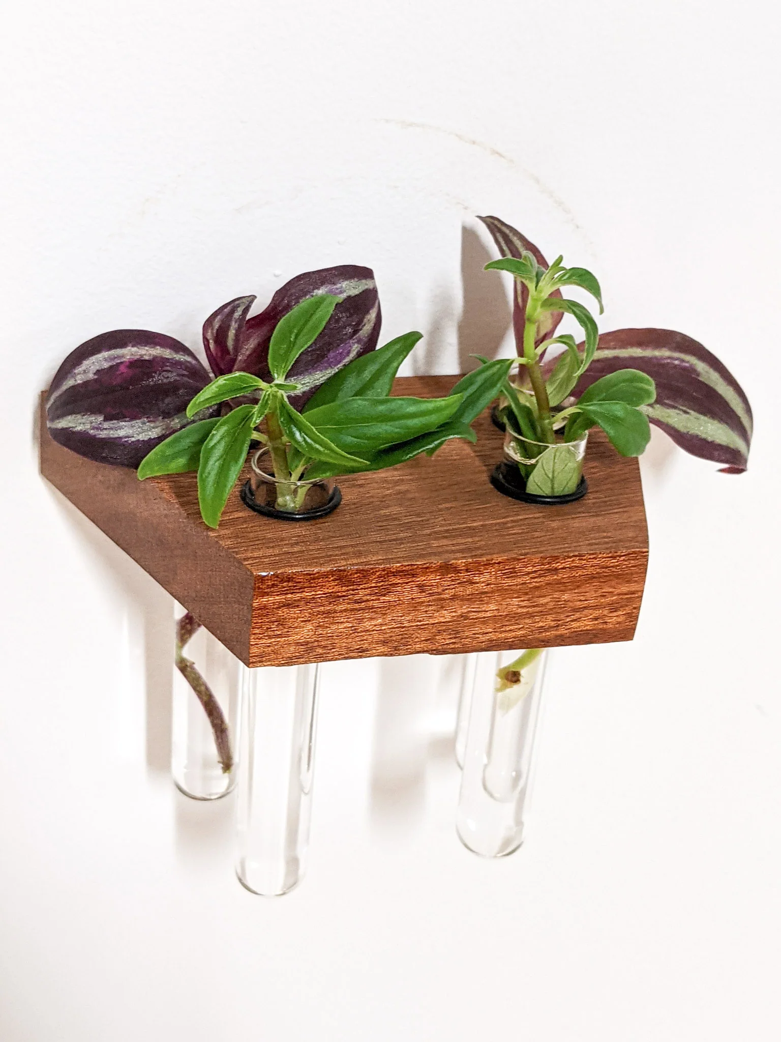 Trapezoid Propagation Station Shelf for Plant Cuttings - Image 4