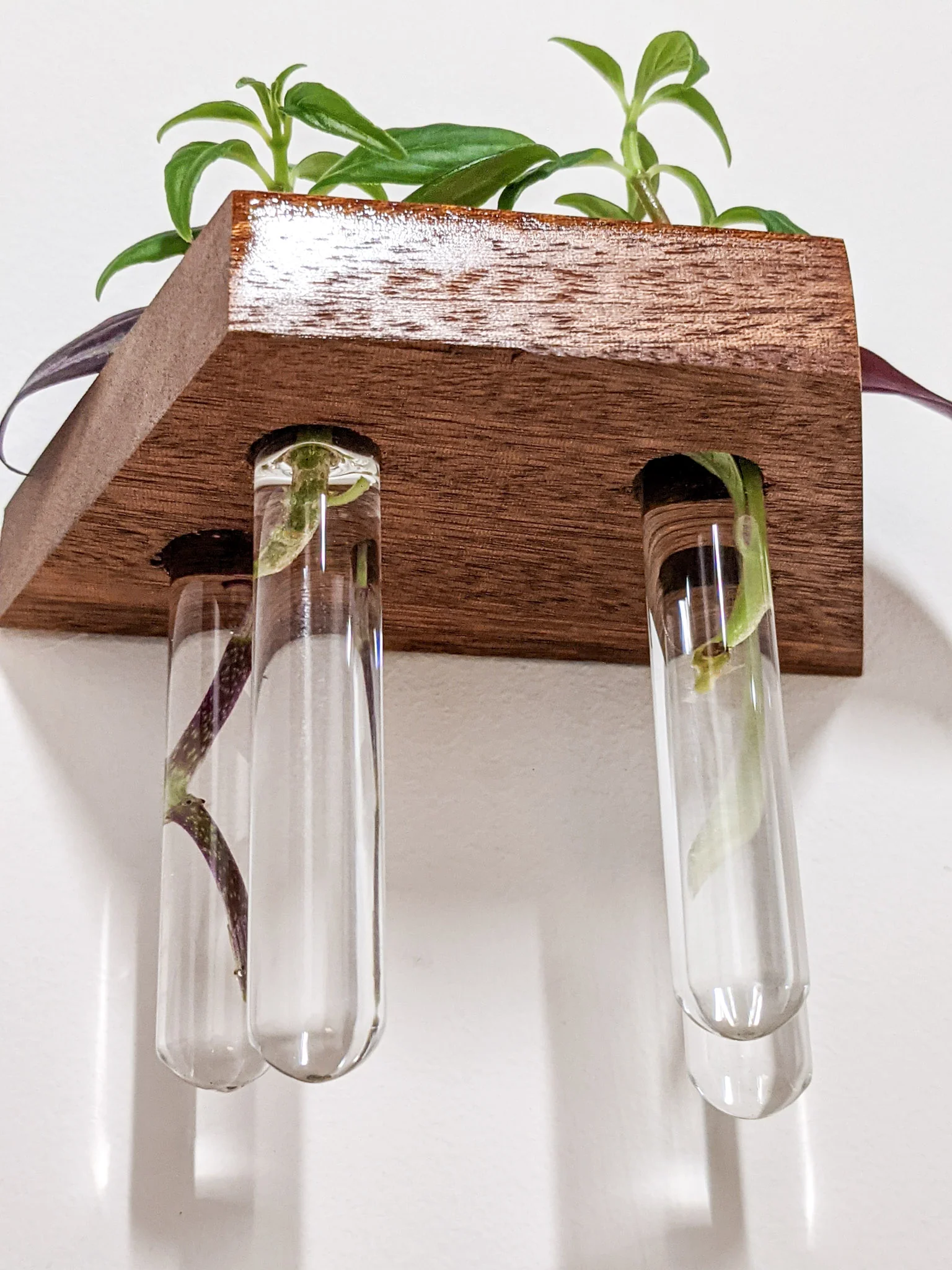 Trapezoid Propagation Station Shelf for Plant Cuttings - Image 5