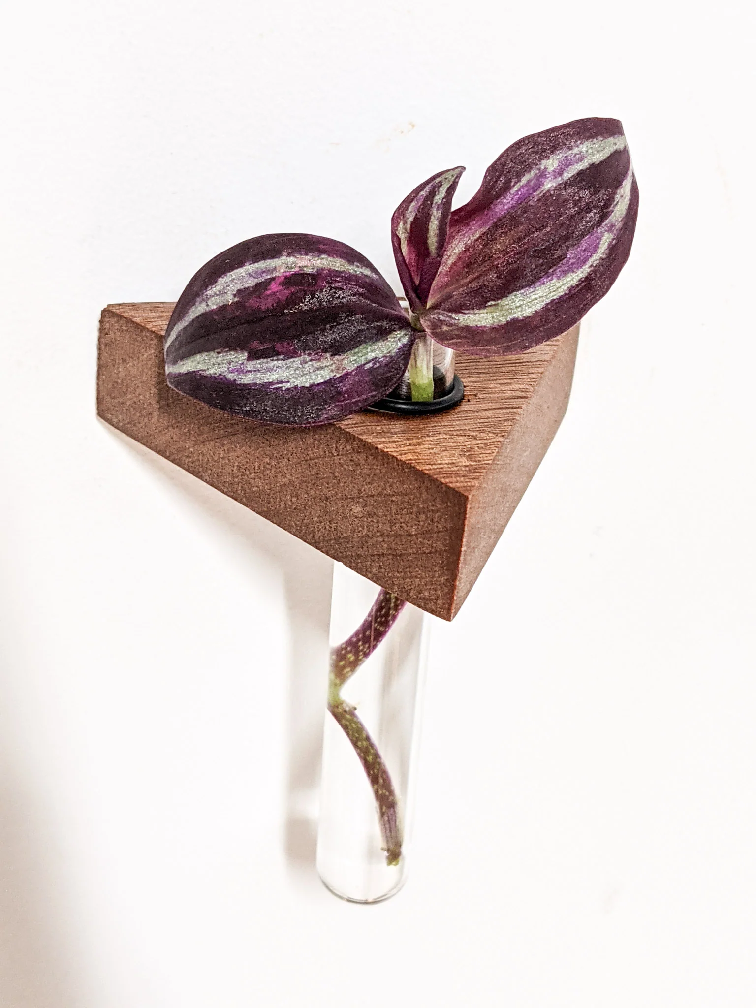 Triangle Propagation Station Shelf for Plant Cuttings - Image 7