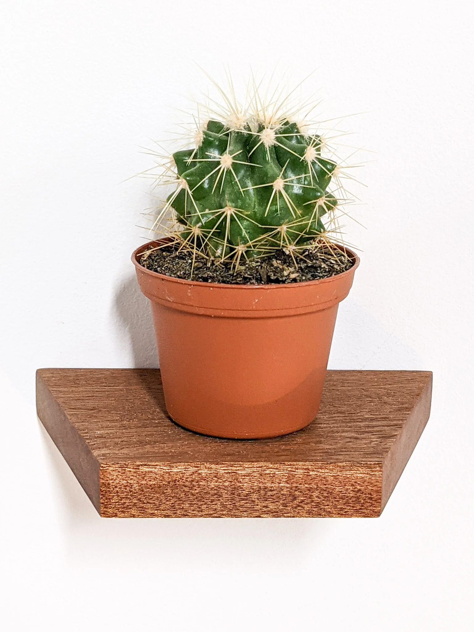 Small Trapezoid Display Shelf in Mahogany - Image 3