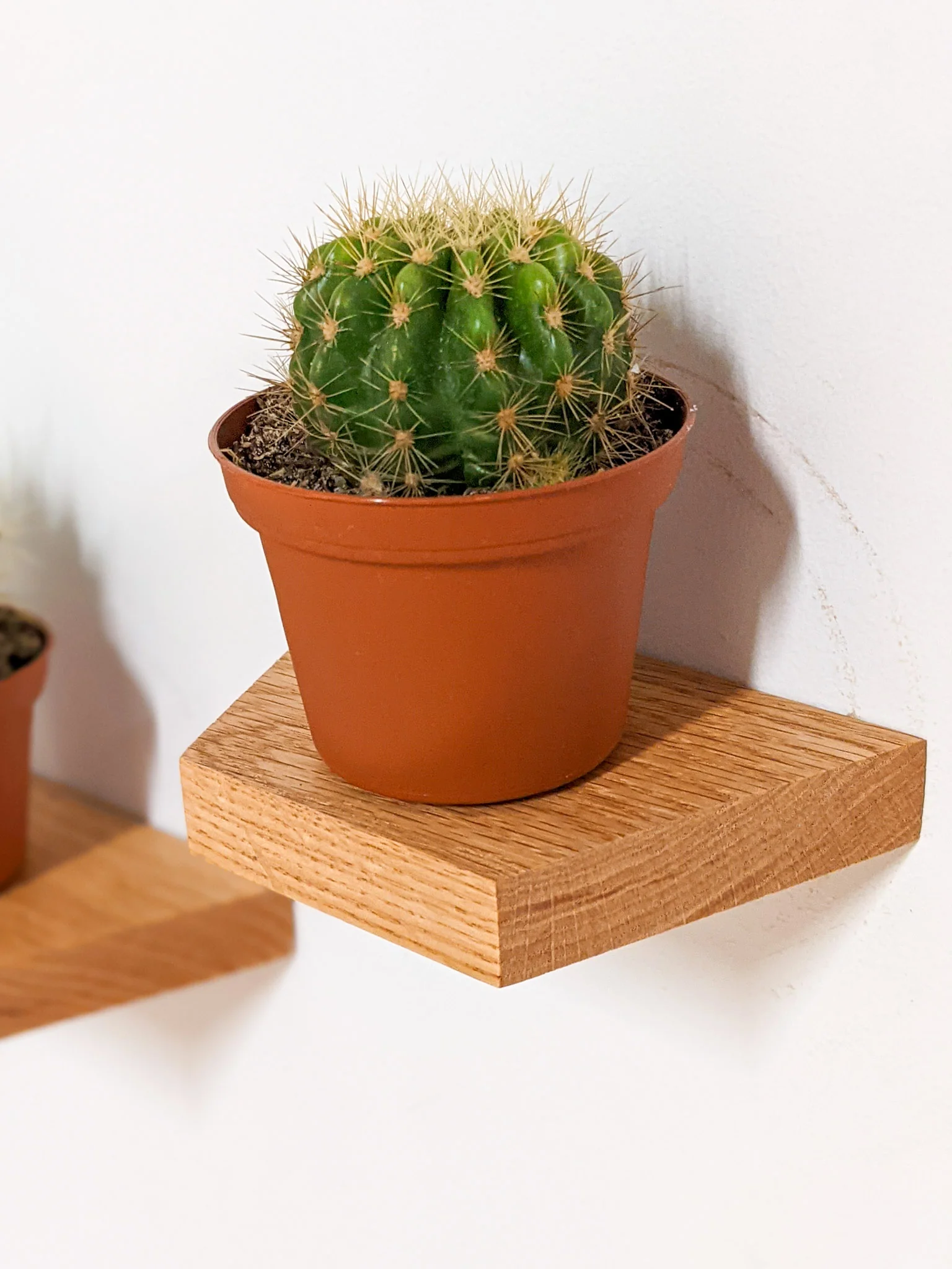 Small Trapezoid Display Shelf in Mahogany - Image 6