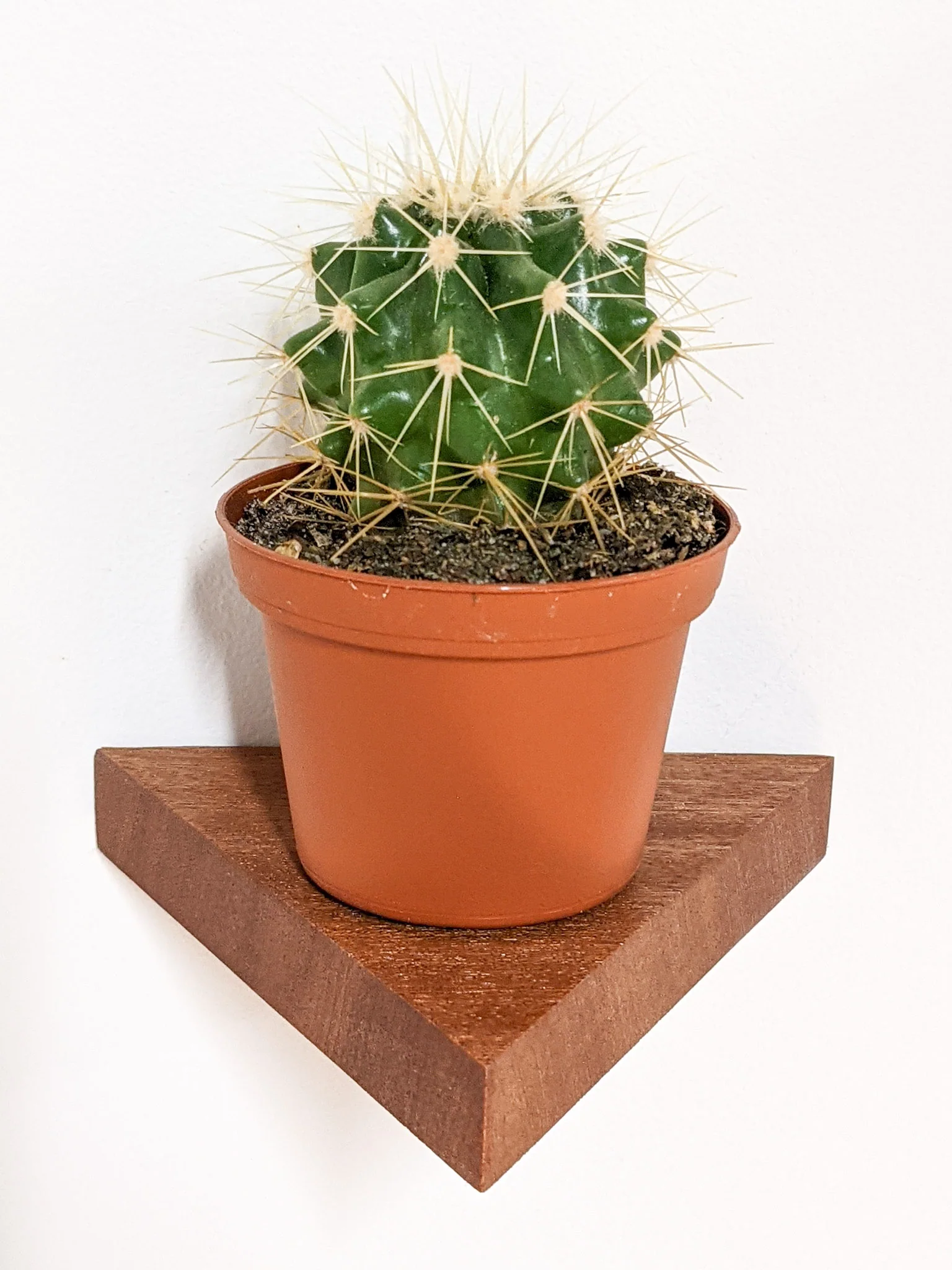 Small Triangle Display Shelf in Mahogany - Image 3