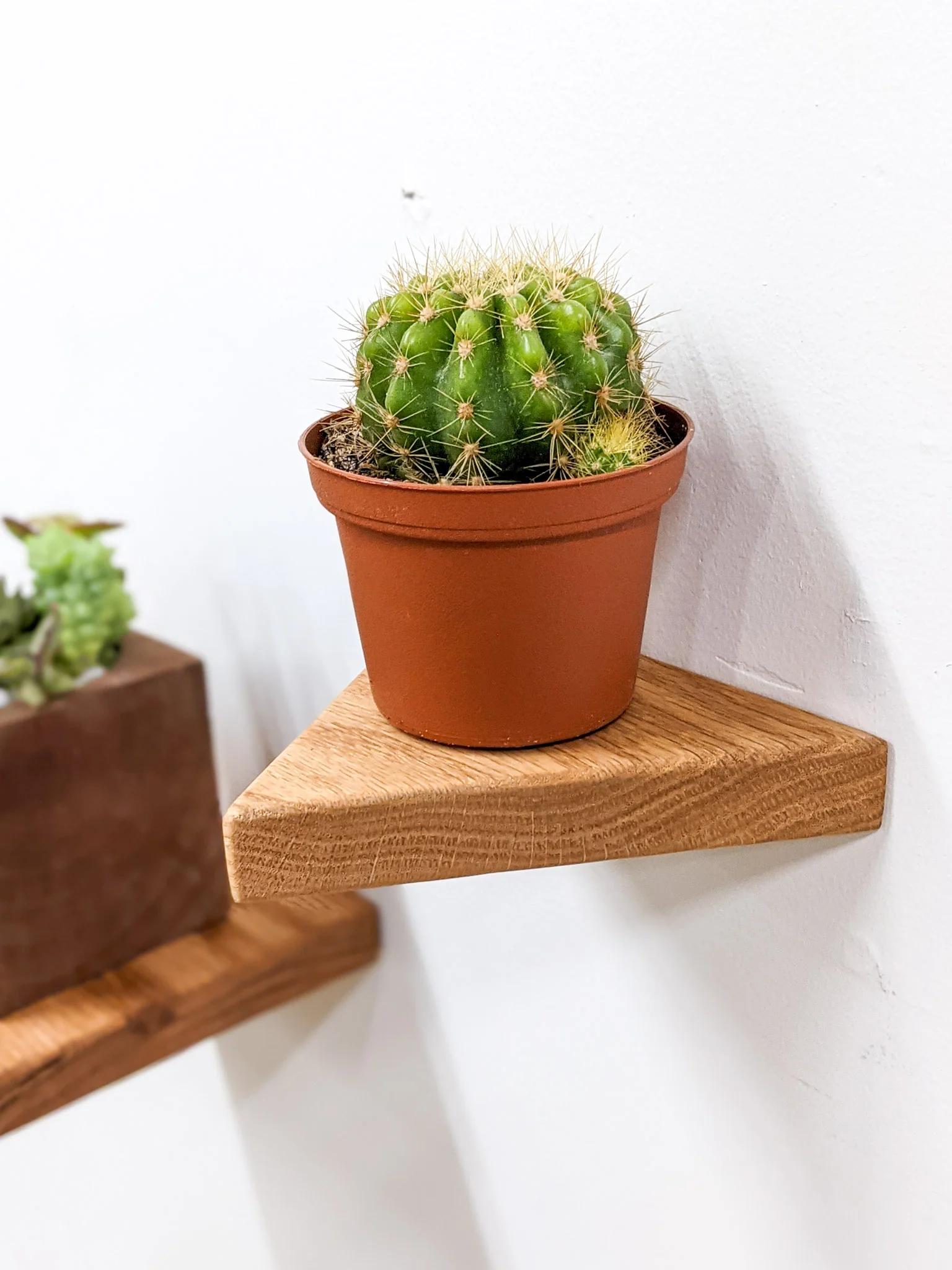 Small Triangle Display Shelf in Mahogany - Image 7