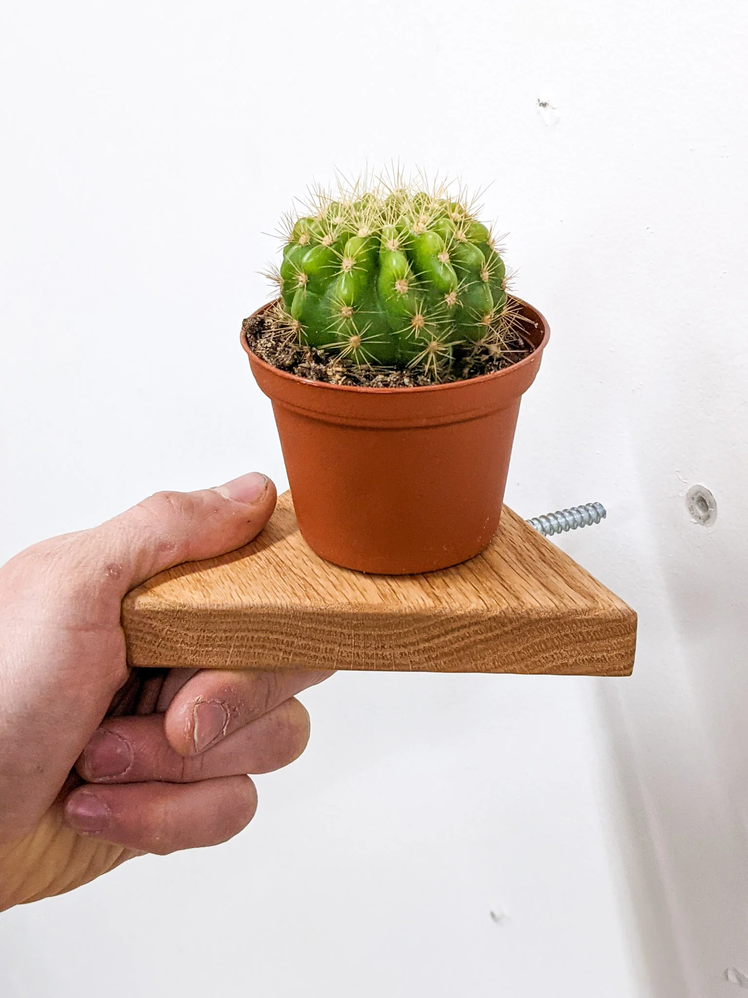 Small Triangle Display Shelf in Oak - Image 2
